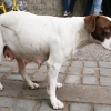 Fotos: Carabineros golpea brutalmente a un perro callejero en Santiago 